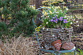 Crocus 'Pickwick' (Crocus), grape hyacinths 'White Magic' (Muscari), snowdrops (Galanthus Nivalis) in a flower bowl in the garden
