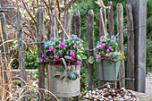 Spring cyclamen (Cyclamen coum) and forget-me-not (Myosotis) in pots hanging from a fence