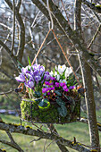 Krokus 'Pickwick' (Crocus) und Frühlingsalpenveilchen (Cyclamen coum) mit Moosrand in Blumenampel