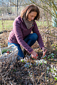 Frau beim Frühjahrsputz im Garten, Puschkinie (Puschkinia scilloides) im Beet