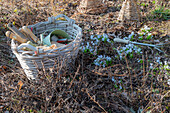 Garden utensils for spring cleaning in the garden, Puschkinia (Puschkinia scilloides) in the garden bed