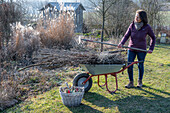 Woman gardening, branches on wheelbarrow, trimming trees