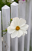 Einzelne Kosmee (Cosmos) ragt durch weißen Lattenzaun