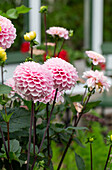 Rosa Dahlien (Dahlia) in voller Blüte im sommerlichen Garten