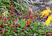 Bistorta amplexicaulis im herbstlichen Gartenbeet