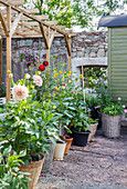 Colorful flowers in pots and baskets under pergola in the garden