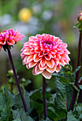 Pink and orange Dahlia flowers in the garden