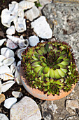 Hauswurz (Sempervivum) in Terrakottatopf zwischen Muscheln und Steinen im Garten