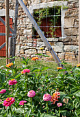 Summer zinnias (Zinnia elegans) in front of an old stone building