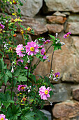 Herbst-Anemonen (Anemone hupehensis) vor Steinmauer im Garten