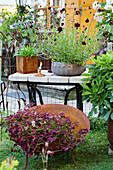 Blumenarrangement mit Schokoladenkosmee (Cosmos atrosanguineus) im Garten