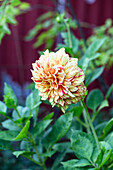 Dahlie (Dahlia) mit gelben und roten Blütenblättern