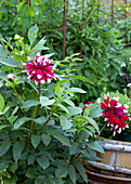 Rot-weiße Dahlien (Dahlia)