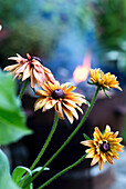 Rudbeckien (Rudbeckia) im sommerlichen Garten vor Feuerstelle