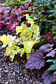 Heuchera in herbstlichem Gartenbeet