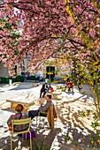 Frankreich,Paris,Stadtteil Saint-Germain-des-Prés,Place Gabriel Pierné im Frühling mit Kirschblüten