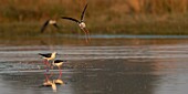 Frankreich,Somme,Baie de Somme,Baie de Somme Naturreservat,Le Crotoy,Stelzenläufer (Himantopus himantopus Schwarzflügelstelze) Territorialkonflikt und Kämpfe