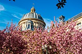 France,Paris,Saint-Germain-des-Prés district,Place Gabriel Pierné in spring with cherry blossoms