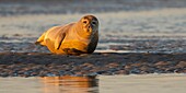 Frankreich,Pas de Calais,Cote d'Opale,Authie Bay,Berck sur mer,Seehund (Phoca vitulina) bei Ebbe auf Sandbänken ruhend