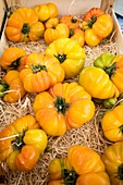 France,Vaucluse,regional natural park of Luberon,Ménerbes,labeled the Most Beautiful Villages of France,yellow tomato stall