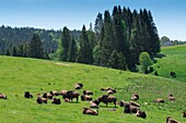 France,Jura,La Pesse,bison breeding in pasture