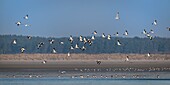 France,Somme,Bay of Somme,Bay of Somme Nature Reserve,Le Crotoy,Flight of Common Shelduck (Tadorna tadorna)