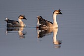 France,Somme,Baie de Somme,Le Crotoy,Crotoy Marsh,Swan Goose (Chinese goose,Guinea goose,Anser cygnoides) escaped from a farm and found refuge in the Crotoy marsh