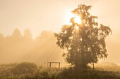 France,Somme,Valley of the Somme,marshes of Epagne-Epagnette,the swamp in the early morning while the fog dissipates,the marsh is populated by ponies for eco-grazing