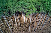 Frankreich,Gironde,Val de L'Eyre,Parc Naturel Régional des Landes de Gascogne,Kiefern (Luftaufnahme)