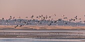 France,Somme,Baie de Somme,Natural Reserve of the Baie de Somme,Le Crotoy,passage of Common Shelducks (Tadorna tadorna ) vis-a-vis the Hourdel in the natural reserve