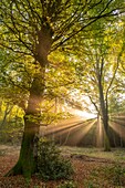 Frankreich,Somme,Wald von Crécy,Crécy-en-Ponthieu,Der Wald von Crécy und seine Buchen, die für die Qualität ihres Holzes berühmt sind (die Weißbuche von Crécy), im Frühherbst, wenn die Sonnenstrahlen den Nebel durchdringen