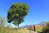 France,Hautes Alpes,Haut Champsaur,Ancelle,hiker