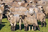 Frankreich,Somme,Baie de Somme,Le Crotoy,Salzwiesenschafe in der Baie de Somme im Frühling,zu dieser Jahreszeit haben die Schafe noch ihre Wolle und die Lämmer sind noch klein,ein paar Ziegen begleiten die Herde, um sie über die Wiesen zu führen