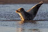 Frankreich,Pas de Calais,Cote d'Opale,Authie Bay,Berck sur mer,Seehund (Phoca vitulina) bei Ebbe auf Sandbänken ruhend