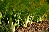Frankreich,Aveyron,Najac,Les Jardins de la Riviere,Marie Lucille und Xavier Breton,Gemüsegärtner,Bio-Produzent,Fenchel (Foeniculum vulgare subsp. sativum)