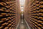 France,Jura,Poligny,the Tourmont cheese dairy,Romain Foleas makes County cheese,ripening cellars,robotizing the flipping and brushing of cheeses