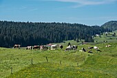 Frankreich,Jura,Les Moussieres,Herde von Milchkühen im Bellecombe-Tal