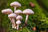 Frankreich,Somme,Wald von Crécy,Crécy-en-Ponthieu,Oudemansiella mucida,Viscous mucoid - Die Pilze des Waldes von Crécy im Herbst
