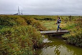 France,Seine Maritime,Natural Reserve of the Seine estuary and Normandy bridge,Stephanie Reymann from the Maison de l'Estuaire on the discovery trail into the reed bed