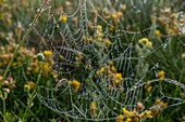 France,Lozere,Aubrac Regional Nature Park,spider web covered with morning dew