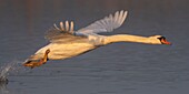 Frankreich,Somme,Baie de Somme,Le Crotoy,Crotoy Marsh,Höckerschwan (Cygnus olor), der sein Revier verteidigt und im Frühjahr Jagd auf Eindringlinge macht