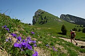 France,Haute Savoie,massif des Bornes,plateau des Glieres,hiking view on the rock Parnal and the mountain of Tampes from the pass of Ebat and flowers of thoughts