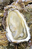 France,Ille et Vilaine,Emerald Coast,Cancale,wild oyster