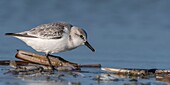 France,Somme,Baie de Somme,Picardy Coast,Quend-Plage,Sanderling (Calidris alba) on the beach,at high tide,sandpipers come to feed in the sea leash