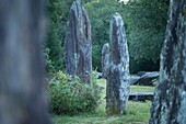 Frankreich,Morbihan,Monteneuf,die megalithische Domäne der geraden Steine bei Sonnenaufgang