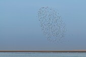 France,Somme,Bay of Somme,Bay of Somme Nature Reserve,Le Crotoy,flock of sandpipers in flight (Likely: Dunlin (Calidris alpina))