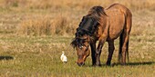 France,Somme,Baie de Somme,Le Crotoy,Henson horses in the Crotoy marsh in the Baie de Somme,this rustic and well adapted horse race was created by the breeders of the Baie de Somme