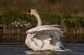 Frankreich,Somme,Baie de Somme,Naturschutzgebiet Baie de Somme,Ornithologischer Park Marquenterre,Saint Quentin en Tourmont,Höckerschwan (Cygnus olor Höckerschwan) Bad (Toilette)