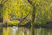 France,Somme,Valley of the Somme,Abbeville,Parc de la Bouvaque,Mute swan on the pond