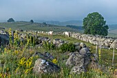 Frankreich,Lozere,Regionaler Naturpark Aubrac,Marchastel,Nasbinals